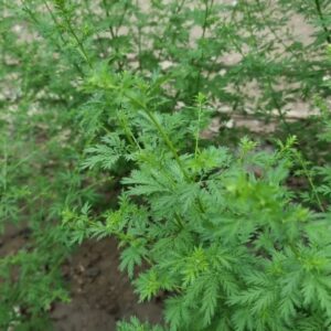 Sachets d'Artemisia annua / armoise annuelle