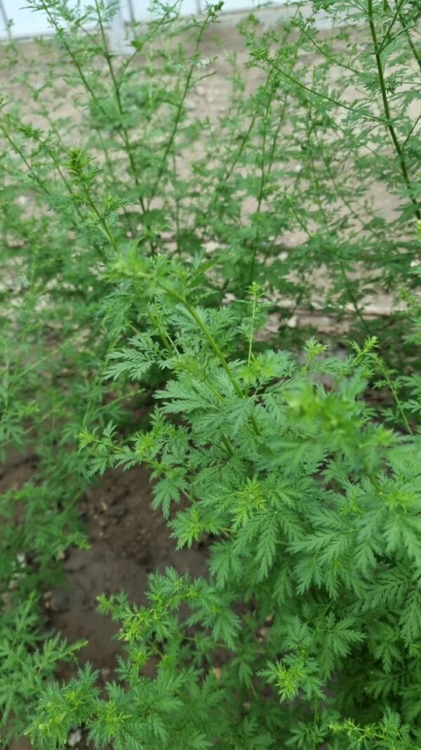 Sachets d'Artemisia annua / armoise annuelle