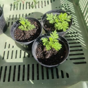 Planton / Plant d'Artemisia annua / armoise annuelle