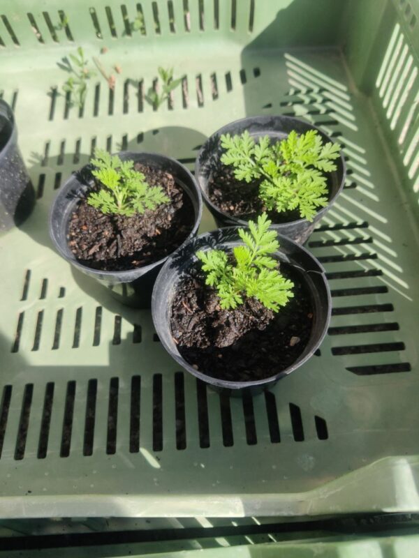 Planton / Plant d'Artemisia annua / armoise annuelle