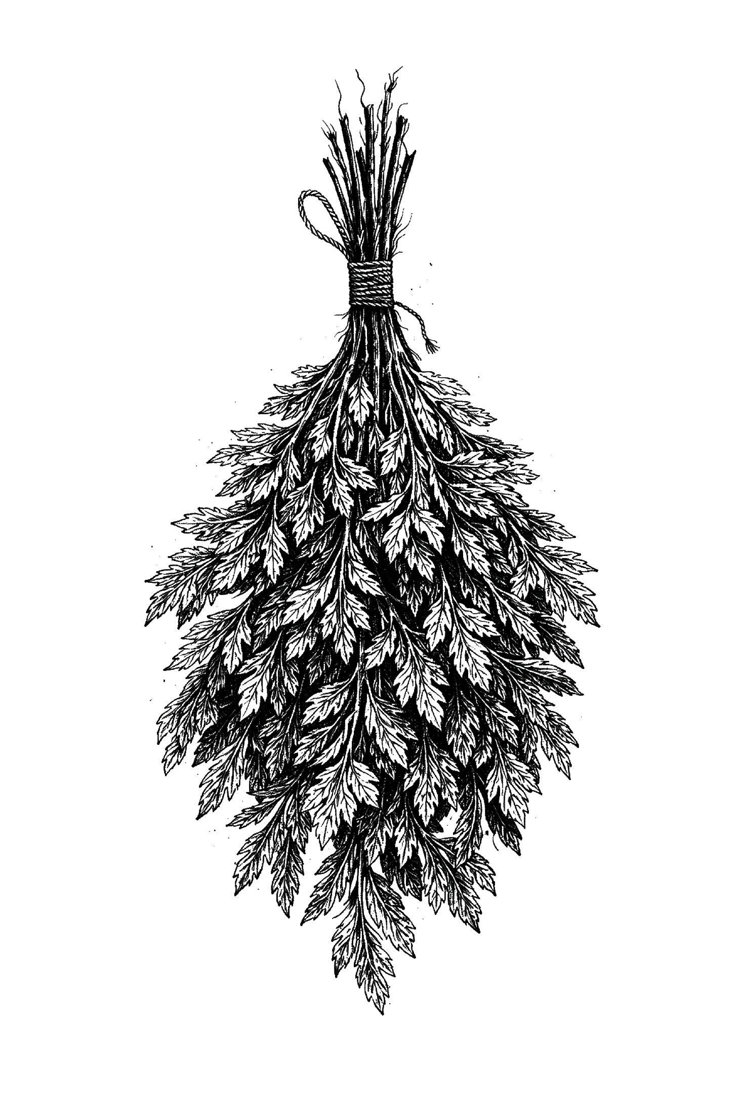 image 3 _transparent