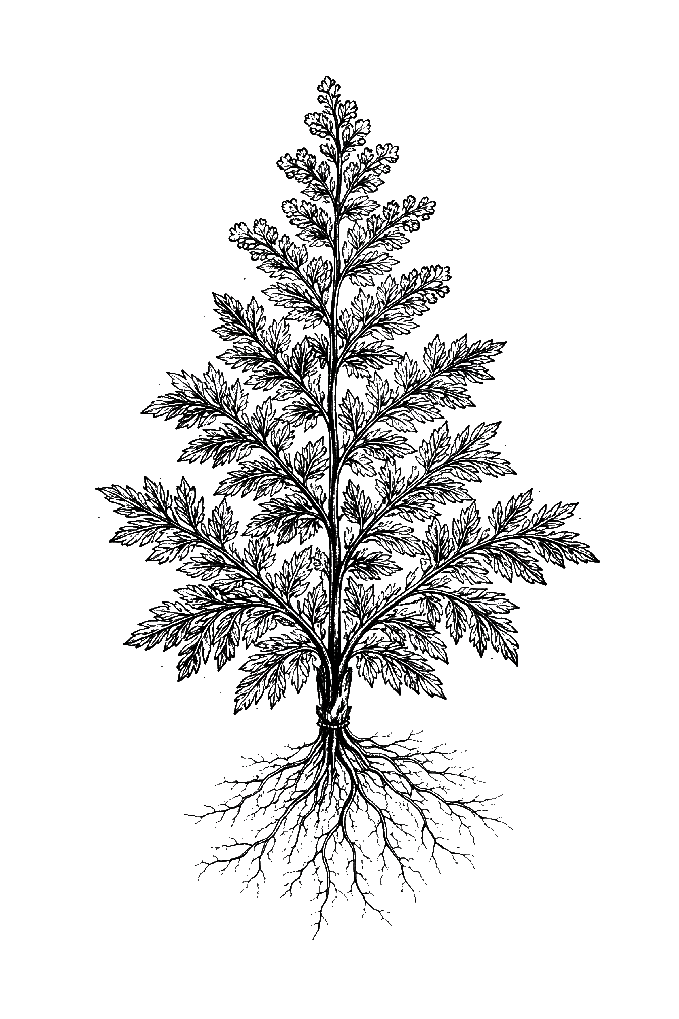imageaa 1_transparent_v3